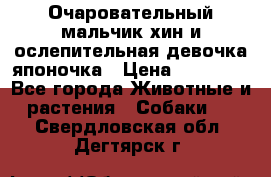 Очаровательный мальчик хин и ослепительная девочка японочка › Цена ­ 16 000 - Все города Животные и растения » Собаки   . Свердловская обл.,Дегтярск г.